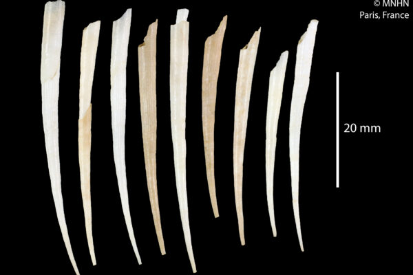Antalis phanea Antalis phanea
