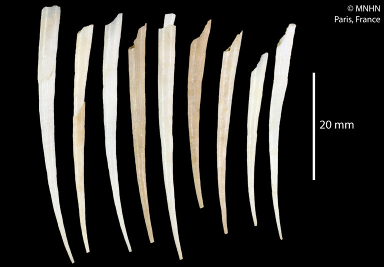 Antalis phanea Antalis phanea