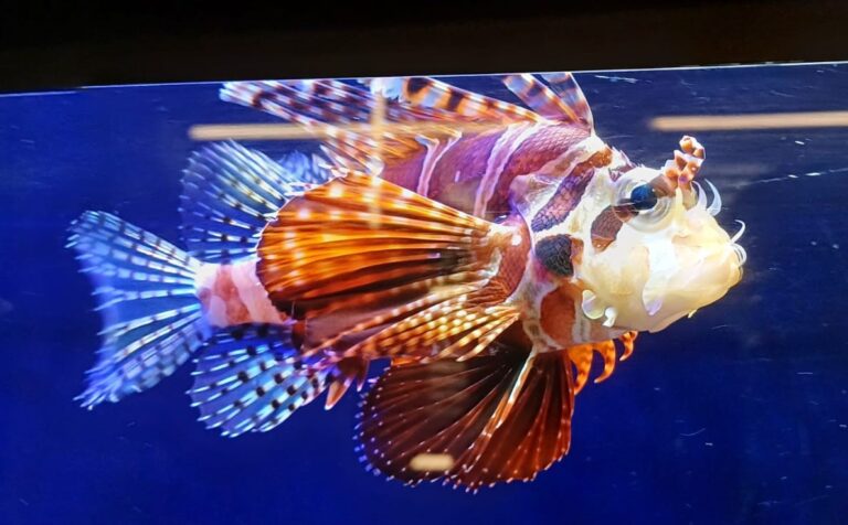 Antenli Aslan Balığı Pterois antennata