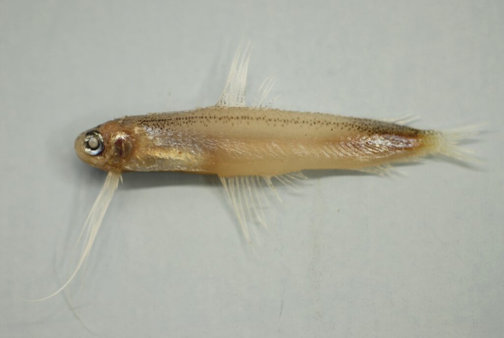 Antenna Codlet (Bregmaceros atlanticus) |commons:File:Antenna codlet ( Bregmaceros atlanticus ).jpg