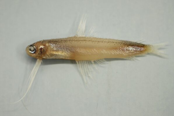 Antenna Codlet (Bregmaceros atlanticus) |commons:File:Antenna codlet ( Bregmaceros atlanticus ).jpg