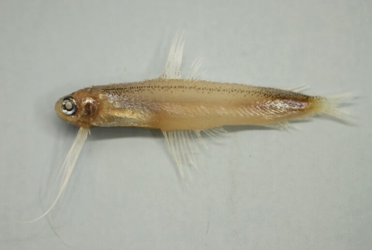 Antenna Codlet (Bregmaceros atlanticus) |commons:File:Antenna codlet ( Bregmaceros atlanticus ).jpg