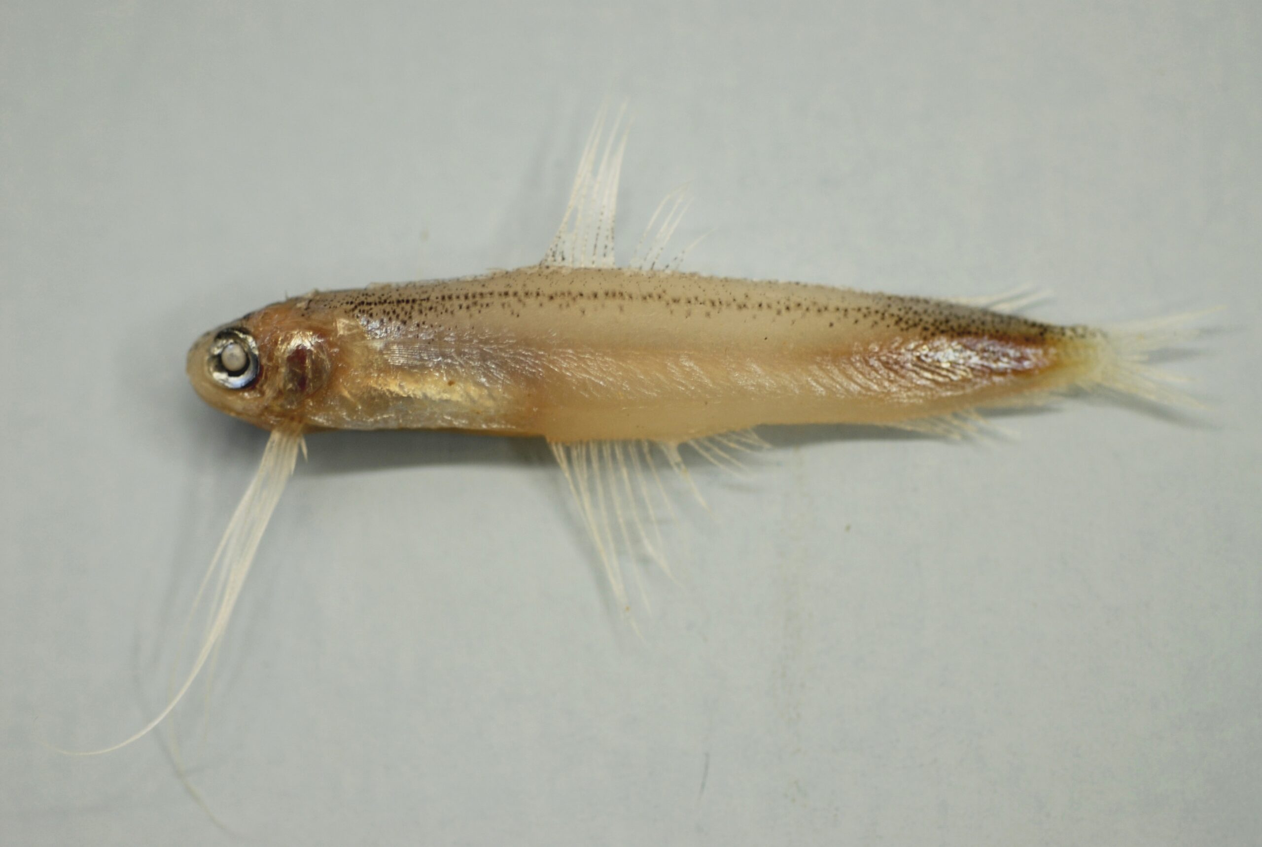 Antenna Codlet (Bregmaceros atlanticus) |commons:File:Antenna codlet ( Bregmaceros atlanticus ).jpg