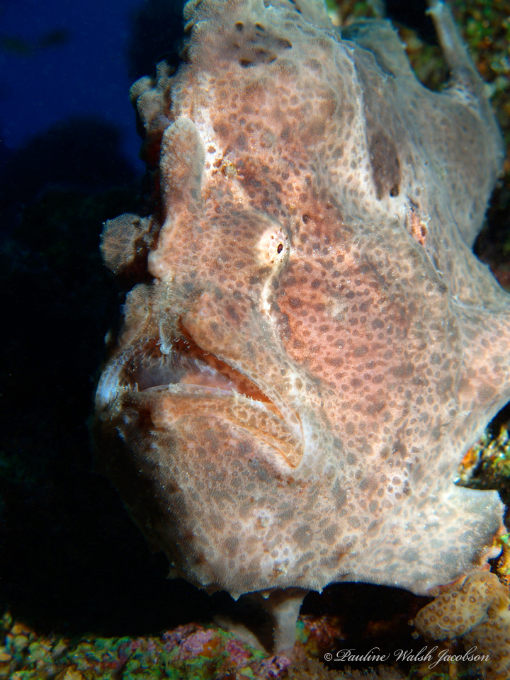 Antennarius commerson (Antennarius commerson) |commons:File:Antennarius commerson 253614416.jpg