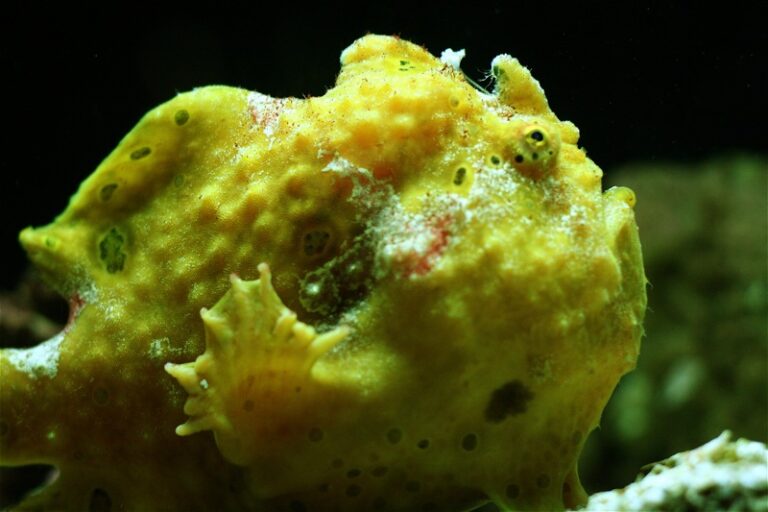 Antennarius pardalis (Antennarius pardalis) |commons:File:Antennarius pardalis (3060647796).jpg