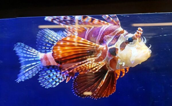 Antennata Lionfish (Pterois antennata) |commons:File:Pez leon (Pterois antennata).jpg