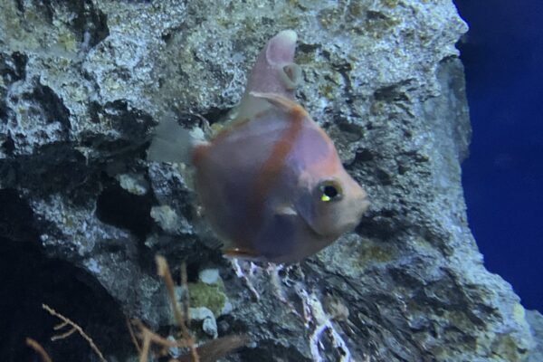 Antigonia rubicunda (Antigonia rubicunda) |commons:File:Antigonia rubicunda 1.jpg