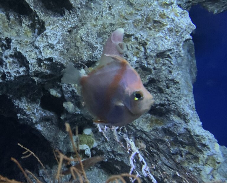 Antigonia rubicunda (Antigonia rubicunda) |commons:File:Antigonia rubicunda 1.jpg