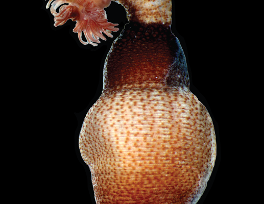 Antillesoma antillarum Antillesoma antillarum