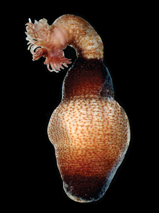 Antillesoma antillarum Antillesoma antillarum