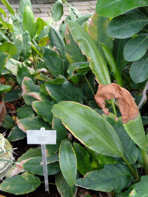 Anubias Afzelii (Anubias afzelii) |commons:File:Anubias afzelii - Copenhagen Botanical Garden - DSC07960.JPG