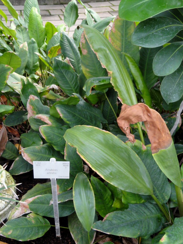 Anubias Afzelii (Anubias afzelii) |commons:File:Anubias afzelii - Copenhagen Botanical Garden - DSC07960.JPG