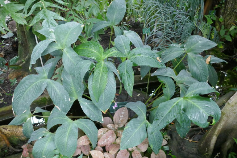 Anubias Gigantea (Anubias gigantea) |commons:File:Anubias gigantea-Jardin des Plantes de Paris.jpg