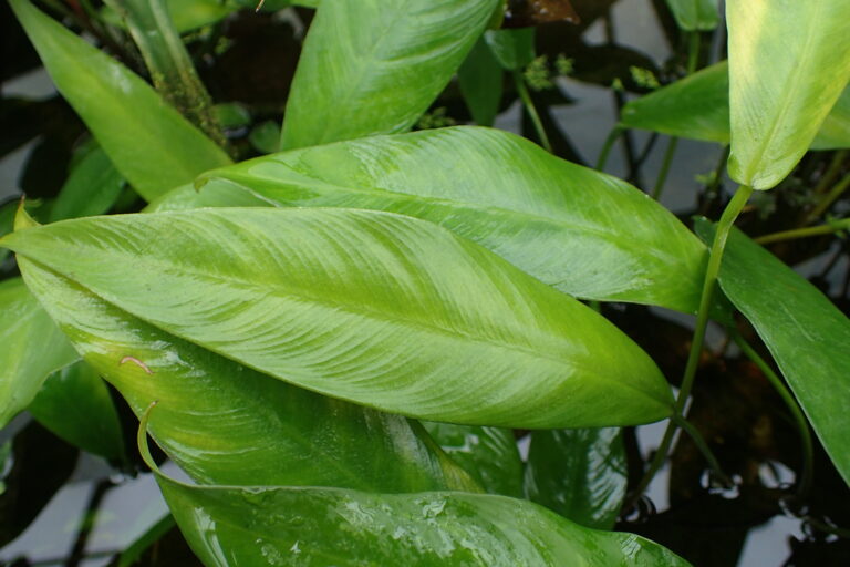 Anubias Gracilis (Anubias gracilis) |commons:File:Anubias gracilis x A. barteri var. glabra kz01.jpg