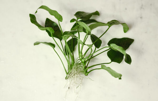 Anubias Nana (Anubias barteri) |commons:File:Anubias barteri var. nana.jpg