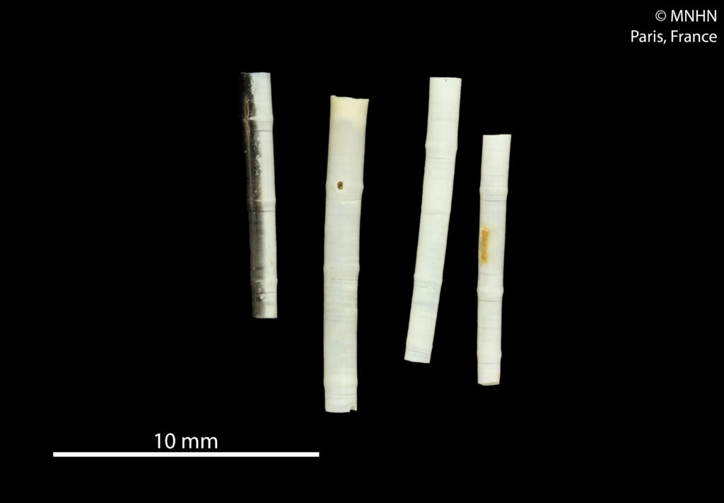 Anulidentalium bambusa Anulidentalium bambusa