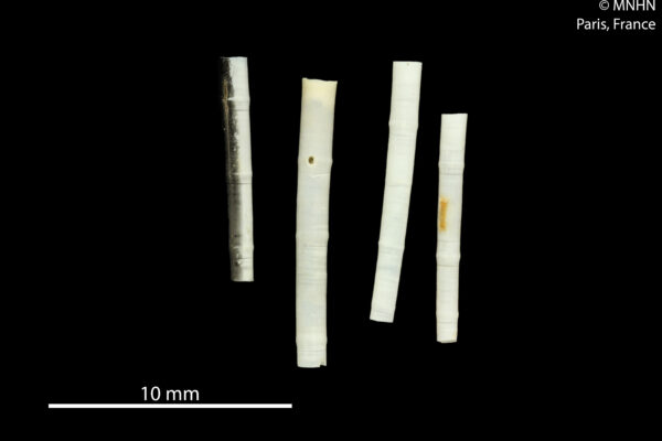 Anulidentalium bambusa Anulidentalium bambusa