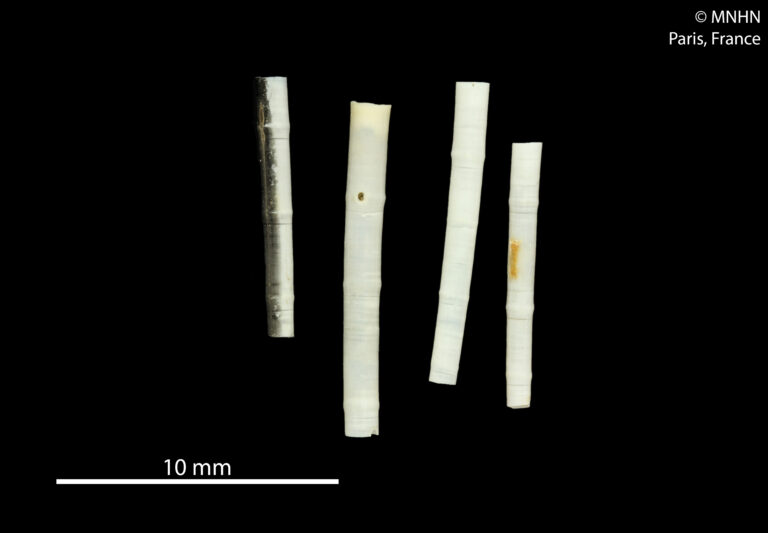 Anulidentalium bambusa Anulidentalium bambusa