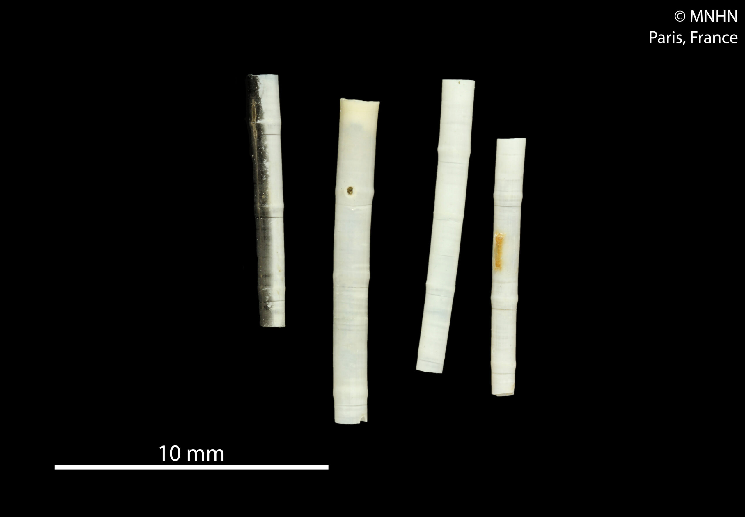 Anulidentalium bambusa Anulidentalium bambusa