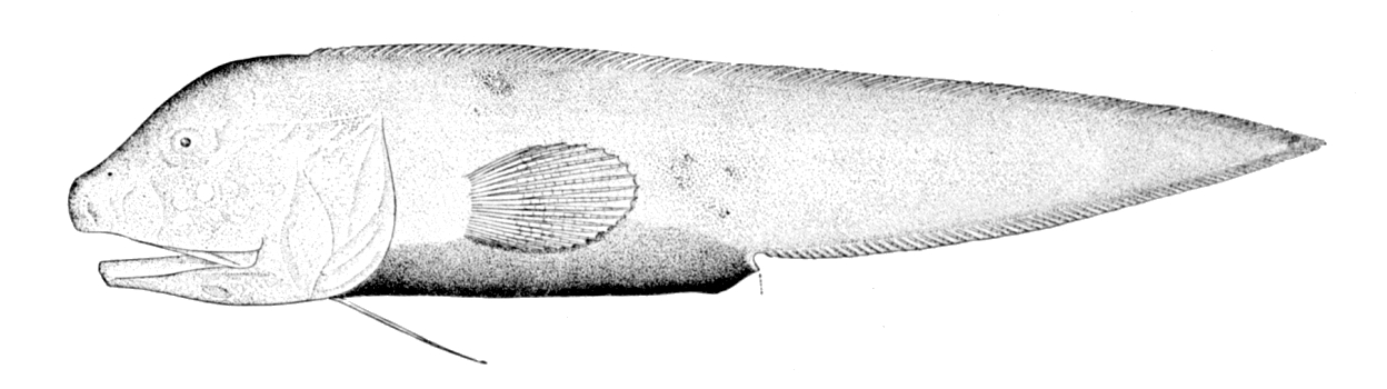Aphyonus gelatinosus (Aphyonus gelatinosus) |commons:File:Aphyonus gelatinosus.jpg