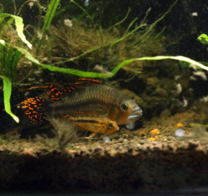 Apistogramma (Apistogramma cacatuoides) |commons:File:Apistogramma Cacatuoides Male and Female.jpg