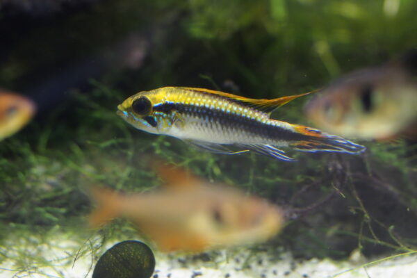 Apistogramma Agassizii (Apistogramma agassizii) |commons:File:Agassiz's dwarf cichlid (Apistogramma agassizii) (15443591763).jpg