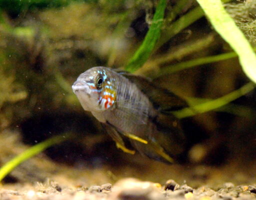 Apistogramma Borellii (Apistogramma borellii) |commons:File:Apistogramma Borellii opal.jpg