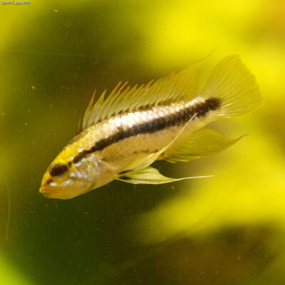 Apistogramma Trifasciata (Apistogramma trifasciata) |commons:File:Apistogramma trifasciata.jpg