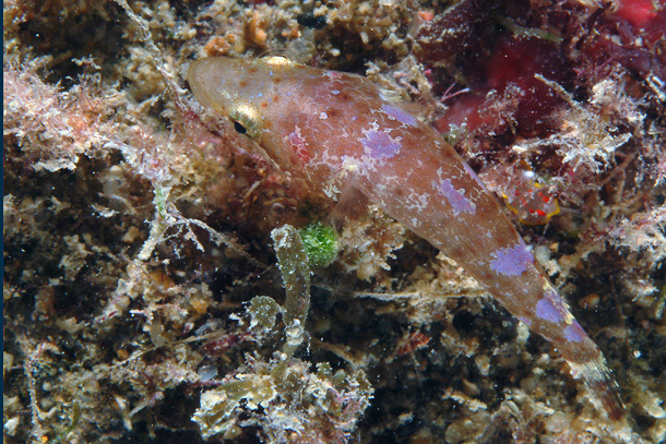 Apletodon incognitus (Apletodon incognitus) |commons:File:Apletodon incognitus.jpg