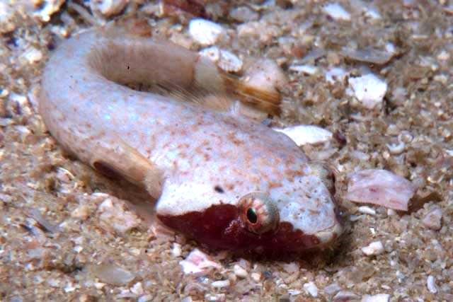 Apletodon pellegrini (Apletodon pellegrini) |commons:File:Apletodon pellegrini 15565731.jpg