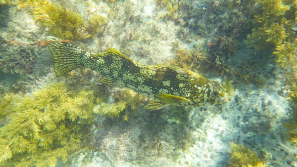 Aplodactylus arctidens (Aplodactylus arctidens) |commons:File:Aplodactylus arctidens 63074915.jpg