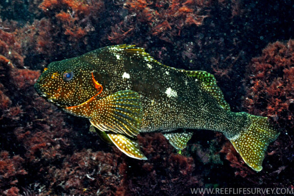 Aplodactylus etheridgii (Aplodactylus etheridgii) |commons:File:Aplodactylus etheridgii.jpg