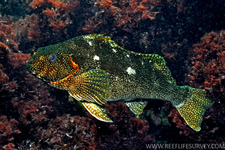 Aplodactylus etheridgii (Aplodactylus etheridgii) |commons:File:Aplodactylus etheridgii.jpg