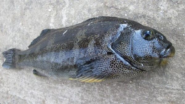 Aplodactylus punctatus (Aplodactylus punctatus) |commons:File:Aplodactylus punctatus.jpg