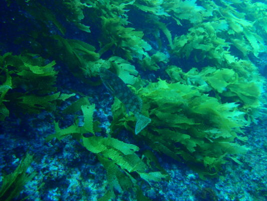 Aplodactylus westralis (Aplodactylus westralis) |commons:File:Aplodactylus westralis Cockatoo morwong PC280211.JPG