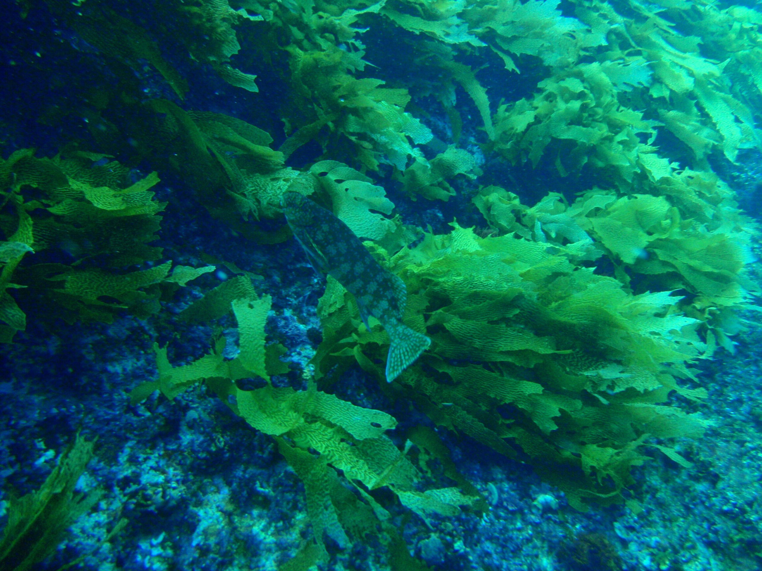 Aplodactylus westralis (Aplodactylus westralis) |commons:File:Aplodactylus westralis Cockatoo morwong PC280211.JPG