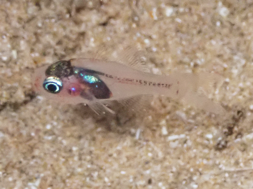 Apogon erythrinus (Apogon erythrinus) |commons:File:Apogon erythrinus - December 2021.jpg