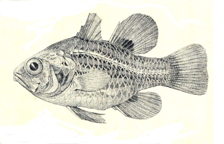 Apogonichthyoides brevicaudatus (Apogonichthyoides brevicaudatus) |commons:File:Apogonichthyoides brevicaudatus.jpg