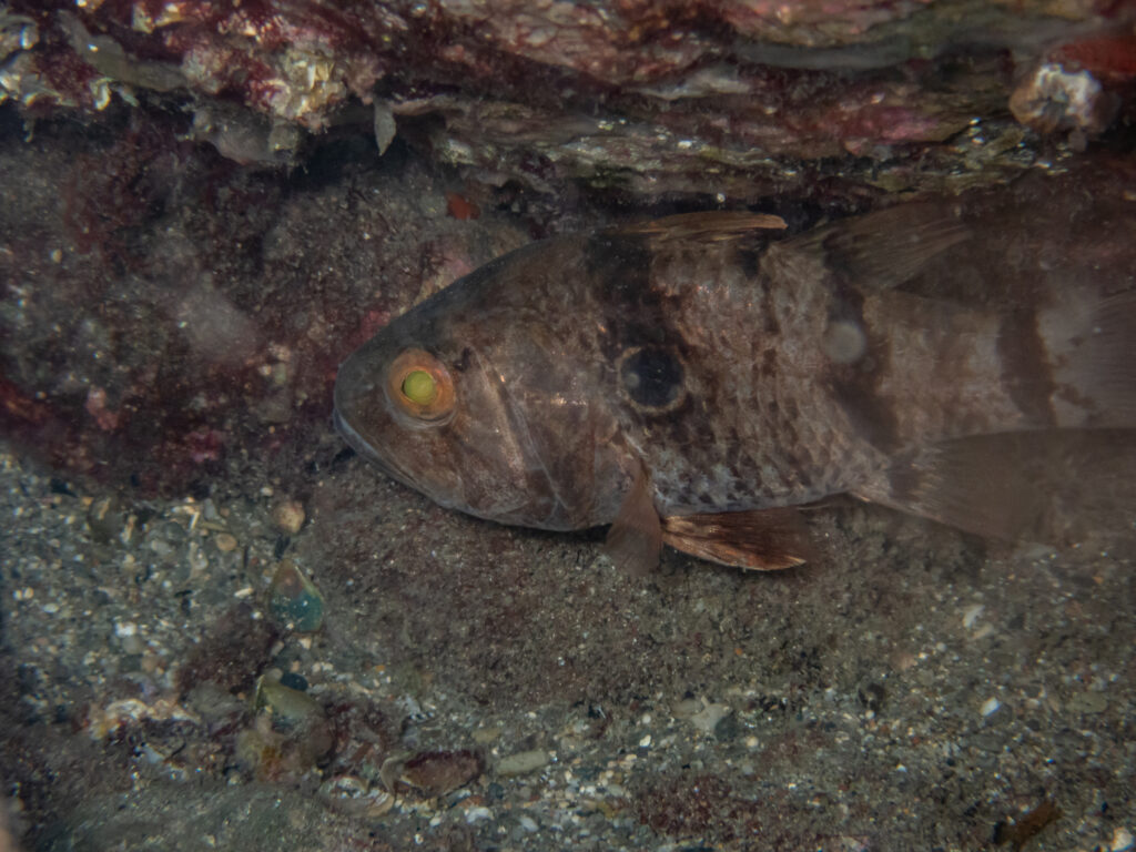 Apogonichthyoides pharaonis (Apogonichthyoides pharaonis) |commons:File:Apogonichthyoides pharaonis.jpg