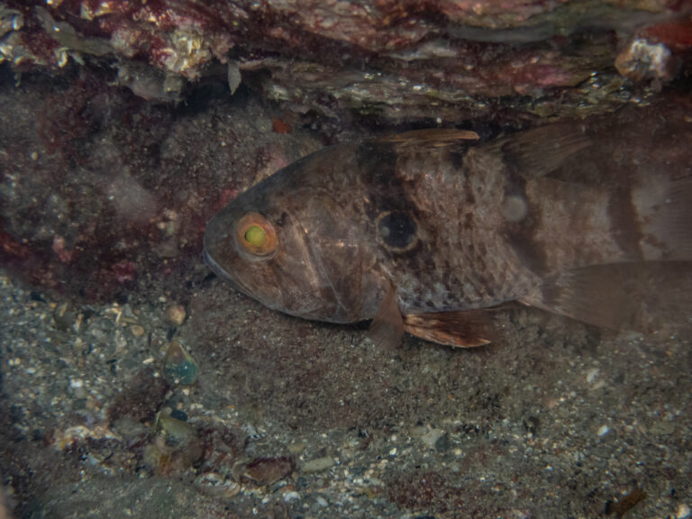 Apogonichthyoides pharaonis (Apogonichthyoides pharaonis) |commons:File:Apogonichthyoides pharaonis.jpg