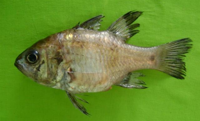 Apogonichthyoides pseudotaeniatus (Apogonichthyoides pseudotaeniatus) |commons:File:Apogonichthyoides pseudotaeniatus.jpg