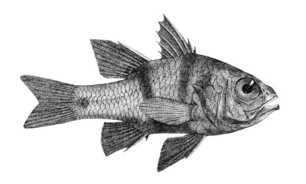 Apogonichthyoides taeniatus (Apogonichthyoides taeniatus) |commons:File:Apogonichthyoides taeniatus (Day) 2.png