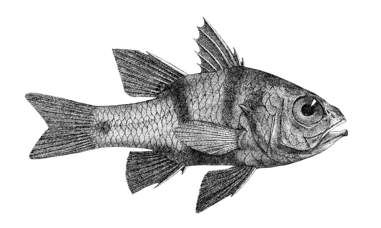 Apogonichthyoides taeniatus (Apogonichthyoides taeniatus) |commons:File:Apogonichthyoides taeniatus (Day) 2.png