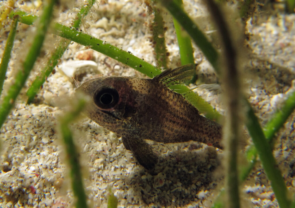 Apogonichthyoides timorensis (Apogonichthyoides timorensis) |commons:File:Apogonichthyoides timorensis.jpg