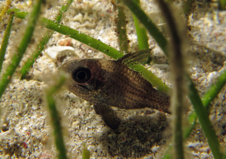 Apogonichthyoides timorensis (Apogonichthyoides timorensis) |commons:File:Apogonichthyoides timorensis.jpg