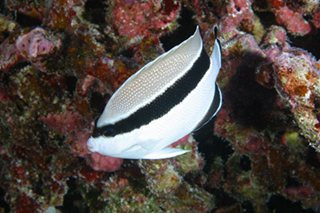 Apolemichthys arcuatus (Apolemichthys arcuatus) |commons:File:Apolemichthys arcuatus, Hawái.jpg