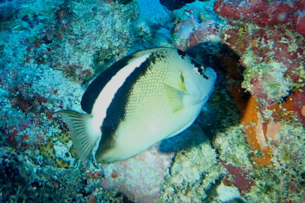 Apolemichthys griffisi (Apolemichthys griffisi) |commons:File:Apolemichthys griffisi 353544976.jpg