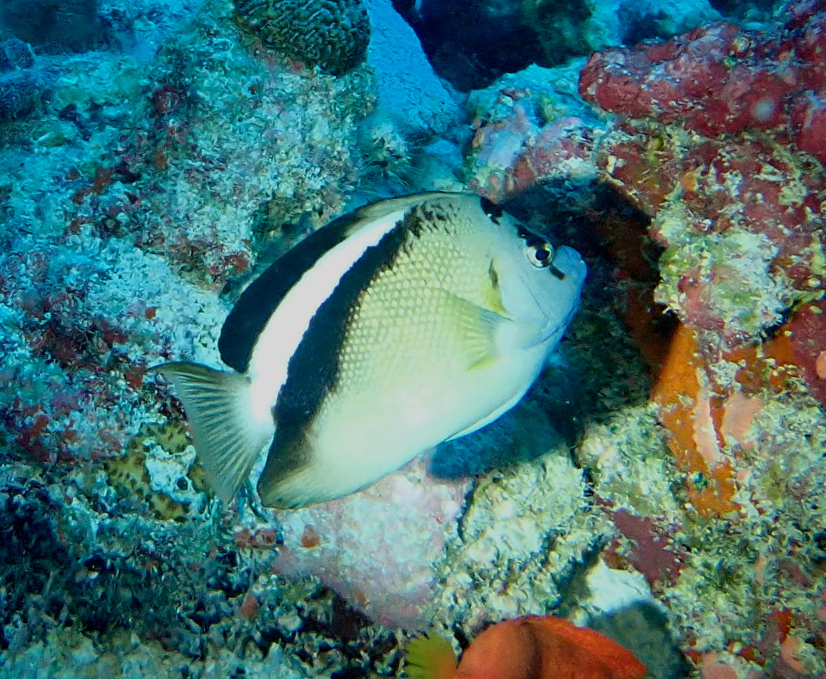Apolemichthys griffisi (Apolemichthys griffisi) |commons:File:Apolemichthys griffisi 353544976.jpg