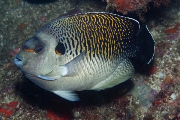 Apolemichthys kingi (Apolemichthys kingi) |commons:File:Apolemichthys kingi 171383474.jpg