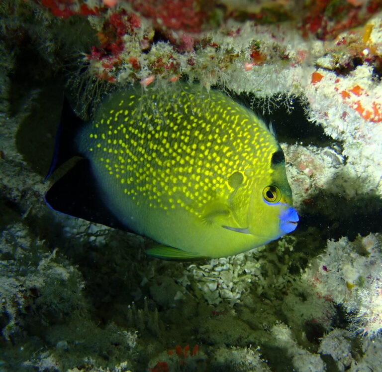 Apolemichthys xanthopunctatus (Apolemichthys xanthopunctatus) |commons:File:Apolemichthys xanthopunctatus 341236143.jpg